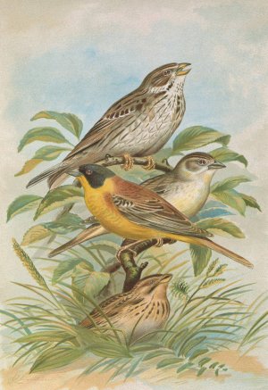 Miliaria calandra, Emberiza melanocephala Scopoli by Johann Friedrich Naumann Oil Painting