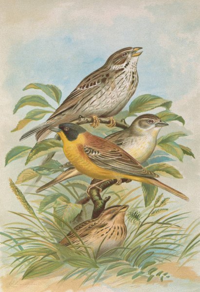 Miliaria calandra, Emberiza melanocephala Scopoli by Johann Friedrich Naumann - Hand-Painted Oil Painting Reproduction