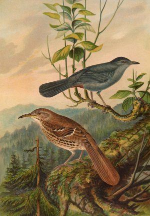 Mimus carolinensis, Harporhynchus rufus by Johann Friedrich Naumann Oil Painting