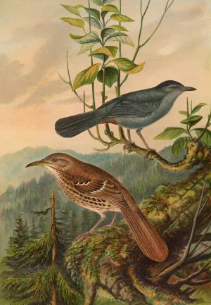 Mimus carolinensis, Harporhynchus rufus by Johann Friedrich Naumann Oil Painting