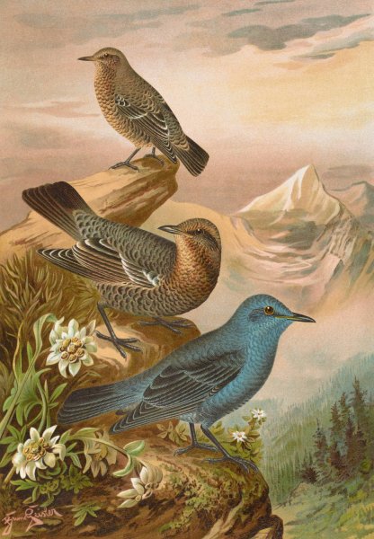 Main Product Photo of Monticola cyanus Painting by Johann Friedrich Naumann