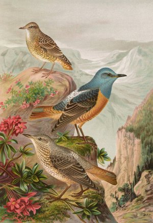 Monticola saxatilis by Johann Friedrich Naumann Oil Painting