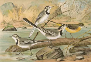 Motacilla alba, Motacilla boarula by Johann Friedrich Naumann Oil Painting