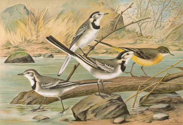 Main Product Photo of Motacilla alba, Motacilla boarula Painting by Johann Friedrich Naumann