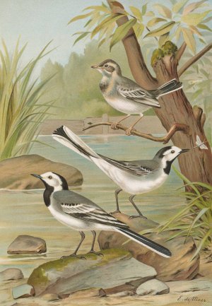 Motacilla alba by Johann Friedrich Naumann Oil Painting