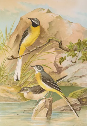 Motacilla boarula by Johann Friedrich Naumann Oil Painting