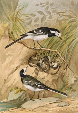 Motacilla lugubris Temm. by Johann Friedrich Naumann Oil Painting