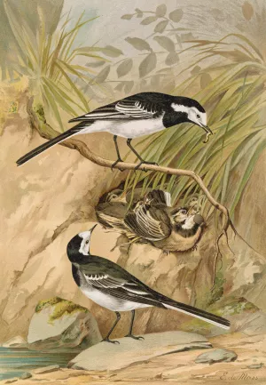 Motacilla lugubris Temm. by Johann Friedrich Naumann Oil Painting