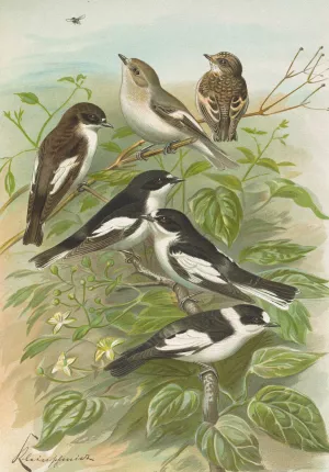 Muscicapa atricapill, Muscicapa collaris semitorquata, Muscicapa collaris Bechst by Johann Friedrich Naumann Oil Painting