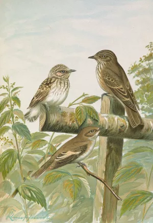 Muscicapa grisola, Muscicapa atricapilla Oil painting by Johann Friedrich Naumann