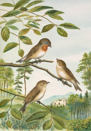 Muscicapa parva Bechst by Johann Friedrich Naumann Oil Painting