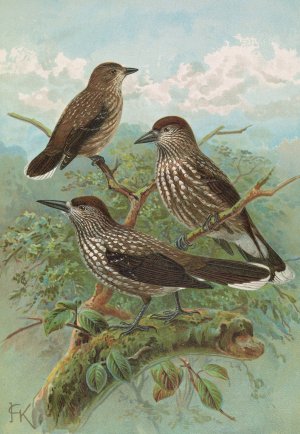 Nucifraga caryocatactes by Johann Friedrich Naumann Oil Painting