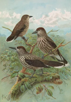 Nucifraga caryocatactes by Johann Friedrich Naumann Oil Painting