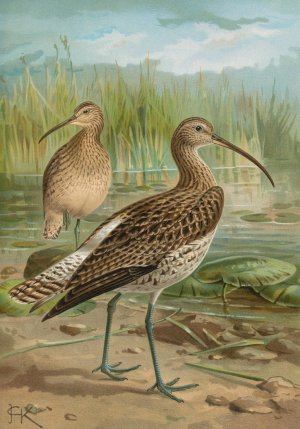 Numenius arcuatus by Johann Friedrich Naumann Oil Painting