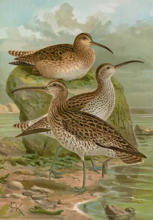 Numenius phaeopus, Numenius tenuirostris Vieill by Johann Friedrich Naumann Oil Painting