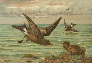 Oceanodroma leucorrhoa by Johann Friedrich Naumann Oil Painting