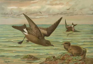 Oceanodroma leucorrhoa by Johann Friedrich Naumann Oil Painting