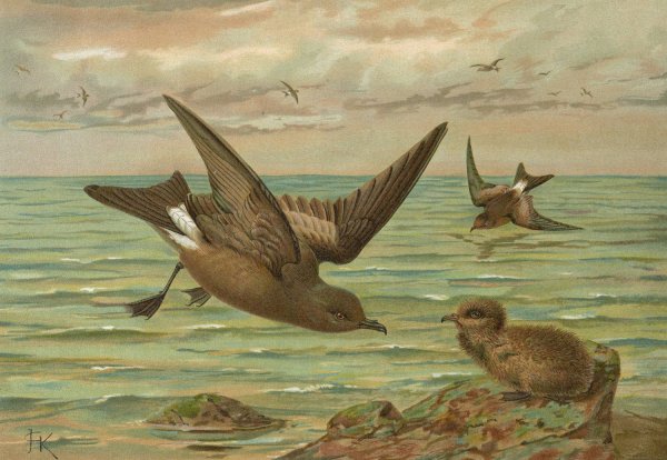 Oceanodroma leucorrhoa  by Johann Friedrich Naumann - Hand-Painted Oil Painting Reproduction