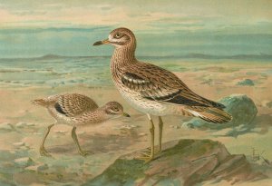 Oedicnemus oedicnemus by Johann Friedrich Naumann Oil Painting