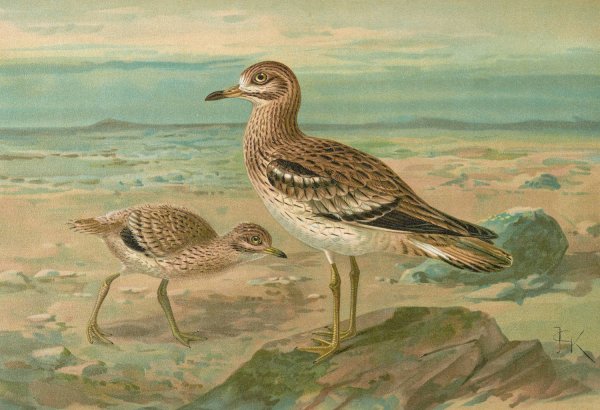 Oedicnemus oedicnemus by Johann Friedrich Naumann - Hand-Painted Oil Painting Reproduction