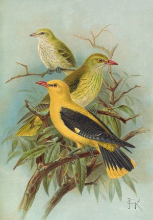 Oriolus oriolus by Johann Friedrich Naumann Oil Painting