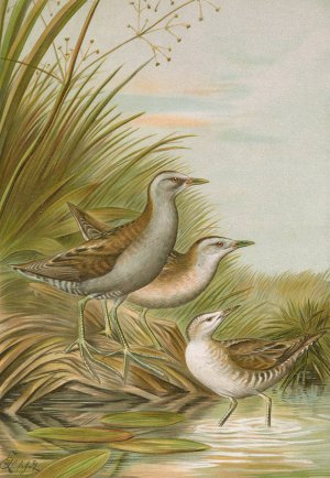 Ortygometra parva by Johann Friedrich Naumann Oil Painting