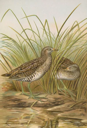 Ortygometra porzana by Johann Friedrich Naumann Oil Painting