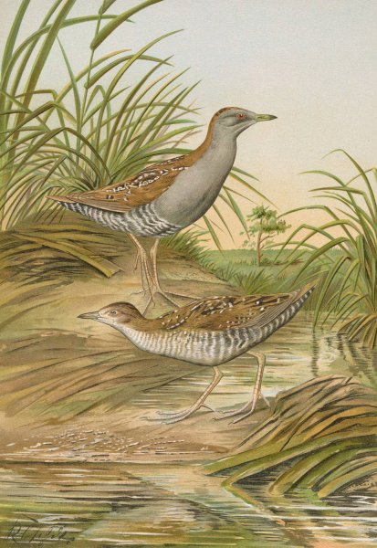 Ortygometra pusilla  by Johann Friedrich Naumann - Hand-Painted Oil Painting Reproduction