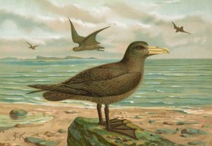 Ossifraga gigantea Oil painting by Johann Friedrich Naumann