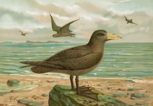Ossifraga gigantea Oil painting by Johann Friedrich Naumann