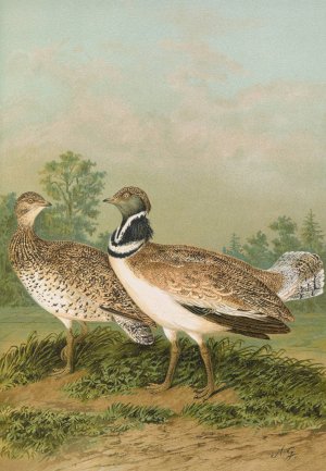 Otis tetrax Oil painting by Johann Friedrich Naumann