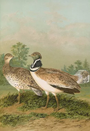Otis tetrax by Johann Friedrich Naumann Oil Painting