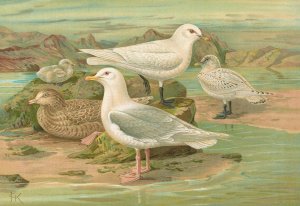 Pagophila eburnea by Johann Friedrich Naumann Oil Painting