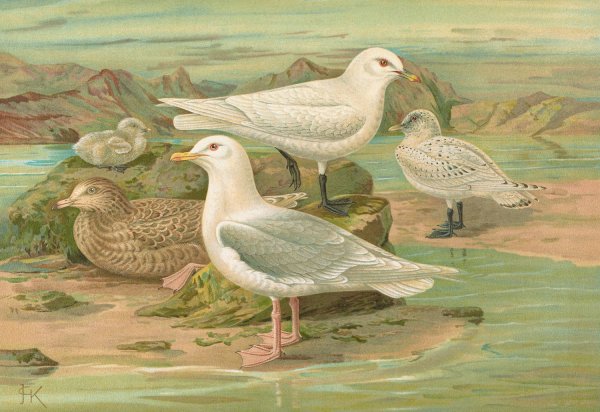 Pagophila eburnea  by Johann Friedrich Naumann - Hand-Painted Oil Painting Reproduction