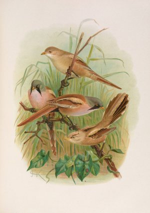 Panurus biarmicus by Johann Friedrich Naumann Oil Painting