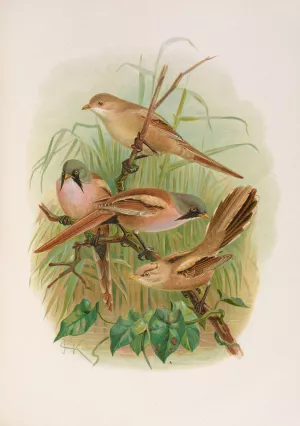 Panurus biarmicus by Johann Friedrich Naumann Oil Painting