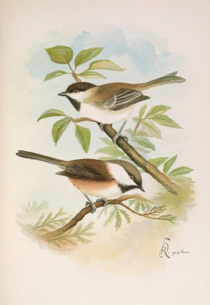 Parus cinctus, Parus lugubris by Johann Friedrich Naumann Oil Painting