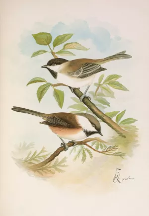 Parus cinctus, Parus lugubris Oil painting by Johann Friedrich Naumann