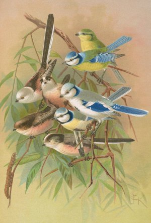 Parus coeruleus, Aegithalus caudatus, caudatus vagans, caudatus Irbyi, Parus cyanus Pall by Johann Friedrich Naumann Oil Painting