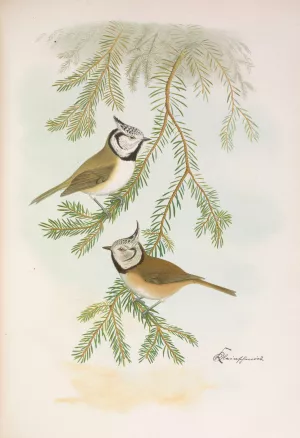 Parus cristatus by Johann Friedrich Naumann Oil Painting