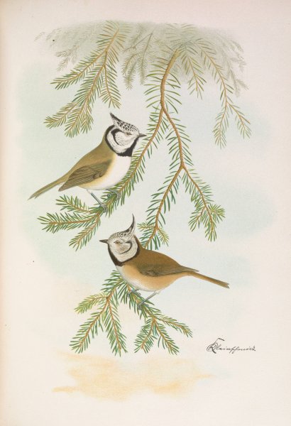 Main Product Photo of Parus cristatus Painting by Johann Friedrich Naumann