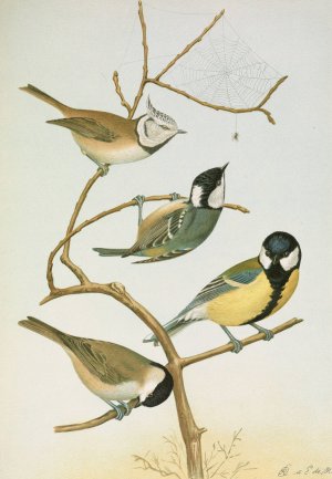 Parus mitratus, Parus ater, Parus major, Parus subpalustris Brm by Johann Friedrich Naumann Oil Painting