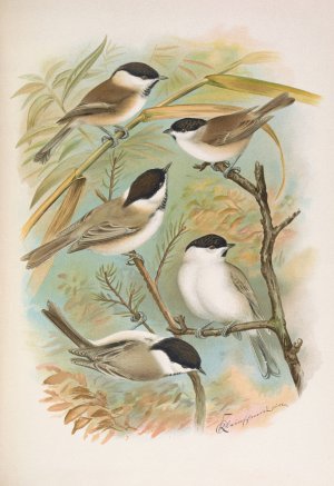 Parus salicarius, montanus, borealis Liljeborg, Dresseri, meridionalis Liljeborg by Johann Friedrich Naumann Oil Painting