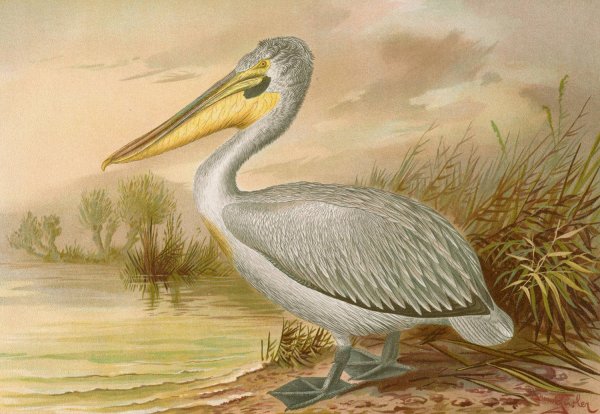 Pelecanus crispus by Johann Friedrich Naumann - Hand-Painted Oil Painting Reproduction
