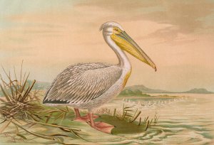 Pelecanus onocrotalus by Johann Friedrich Naumann Oil Painting
