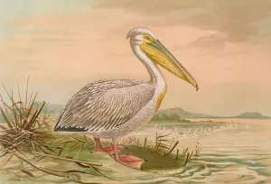 Pelecanus onocrotalus by Johann Friedrich Naumann Oil Painting