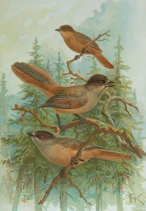 Perisoreus infaustus by Johann Friedrich Naumann Oil Painting