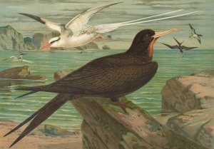 Phaeton aethereus, Fregata aquila by Johann Friedrich Naumann Oil Painting