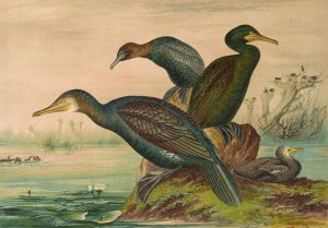 Phalacrocorax carbo, Phalacrocorax graculus, Phalacrocorax pygmaeus by Johann Friedrich Naumann Oil Painting