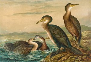 Phalacrocorax carbo, Phalacrocorax graculus, Phalacrocorax pygmaeus by Johann Friedrich Naumann Oil Painting